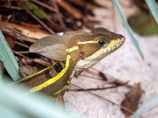 Florida green basilisk, brown basilisk lizard