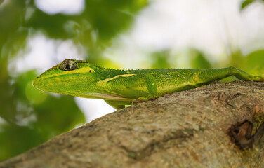 Cuban knight anole, lizard