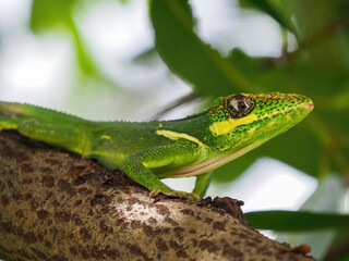 Cuban knight anole, lizard