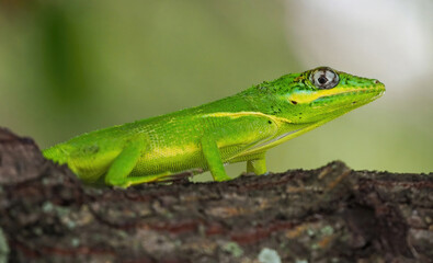 Cuban knight anole, lizard