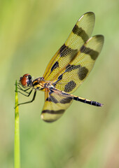 insect, wildlife, bug, bugs, critter