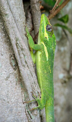 Cuban knight anole, lizard