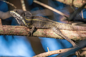 Florida green basilisk, brown basilisk lizard