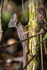 Florida green basilisk, brown basilisk lizard