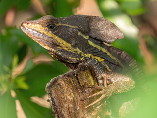Florida green basilisk, brown basilisk lizard