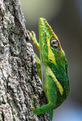 Cuban knight anole, lizard