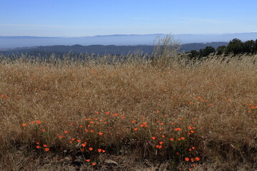 Summer poppy blooms in the East Bay hills of Northern California