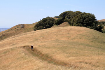 A hiker makes his way in the yellow landscape of the dry California summer climate