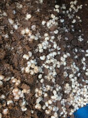 Ant eggs in the soil