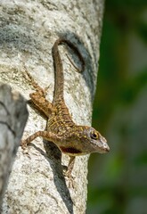 Florida brown anole, lizard, wildlife, 