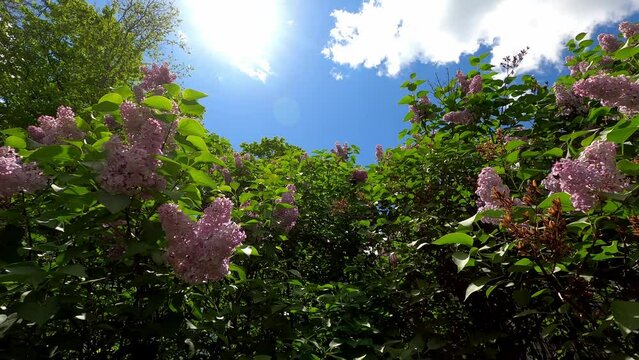 Flowers 0101 Lilacs Butterfly