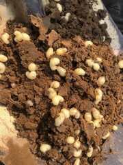 Ant eggs in the soil