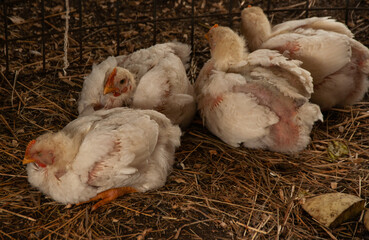 A group of baby white Rock chickens cuddling together. Meat Birds (3-4 weeks old)