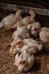 A group of baby white Rock chickens cuddling together. Meat Birds (3-4 weeks old)