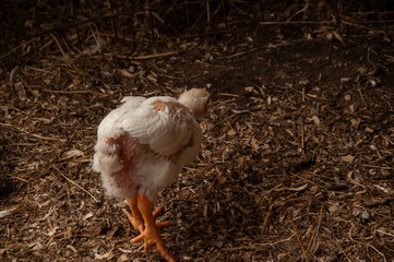 A White Rock Chicken pecking. Meat Bird (3-4 weeks old)