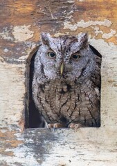small owl, eastern screech owl, bird, nature, wildlife, wetlands, forest