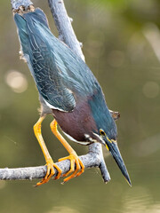 heron in Florida wetlands