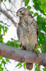 red shouldered hawk, Florida predator, falcon, bird of prey