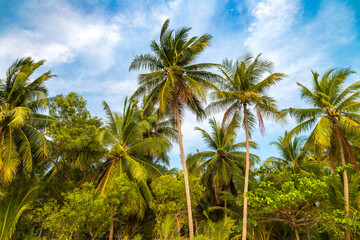 Fototapeta na wymiar Palm tree at tropical beach