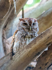 small owl, eastern screech owl, bird, nature, wildlife, wetlands, forest