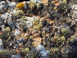 Naklejka na ściany i meble Lanzarote. . Sealife of the small island Lobos