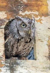 small owl, eastern screech owl, bird, nature, wildlife, wetlands, forest
