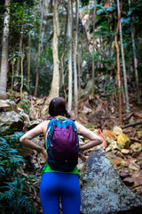 girl hiking through the palm grove on the way to the summit of mount greville; hiking in wild native bush near brisbane and gold coast, south east queensland, australia