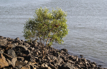 Mangrove tree growing amongst rocks next to the ocean
