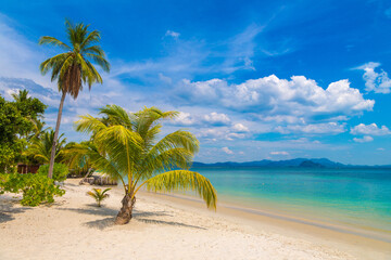 Single palm tree on beach - 749656065