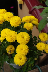 小さな黄色い菊の切り花