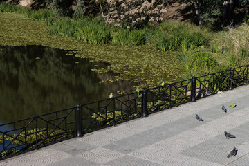 Walkway along the Beautiful Buenos Aires Ecological Reserve Lagoon with Wild Birds in Puerto Madero