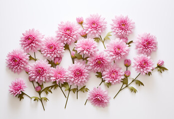 Assorted Pink Flowers On White Background. Flat lay. Minimal nature. Nature spring concept.