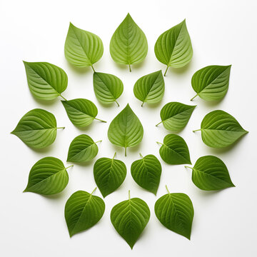 Creative layout made of green leaves. Fresh Green Leaves in Symmetrical Pattern. Flat lay. Nature spring concept.