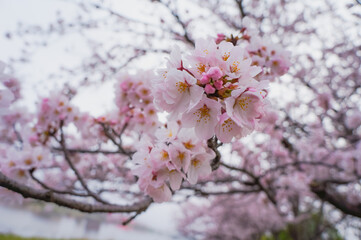 満開に咲いた桜