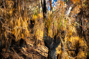 burned grass trees at the top of mount greville in moogerah peaks national park, queensland, australia; scenery after bush fire in australian forest