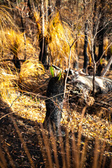 burned grass trees at the top of mount greville in moogerah peaks national park, queensland, australia; scenery after bush fire in australian forest