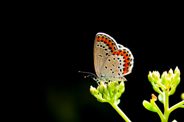 A butterfly is gathering honey