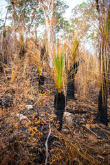 burned grass trees at the top of mount greville in moogerah peaks national park, queensland,...
