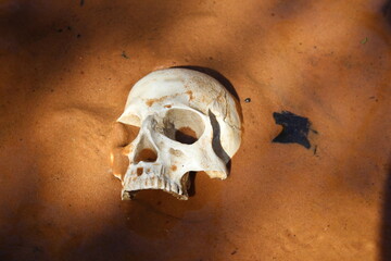 Human Skull in Muddy Creek