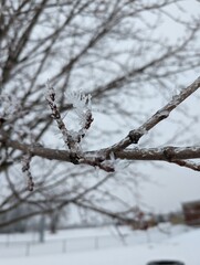 snow covered branches