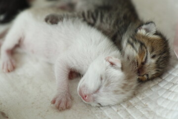 cute new born kitten, The kitten hasn't opened its eyes yet. sleeping on white cloth