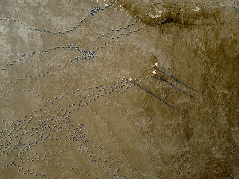 Top view of three women walking across the mudflats of the Waddensea at low tide, Holland
