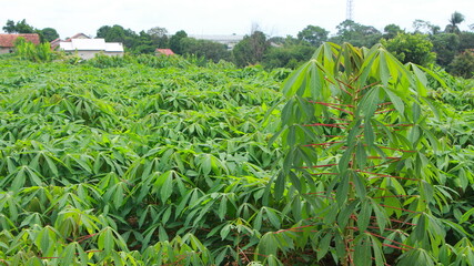Cassava tree gardens are trees whose roots can be consumed and whose leaves can be eaten as a side dish