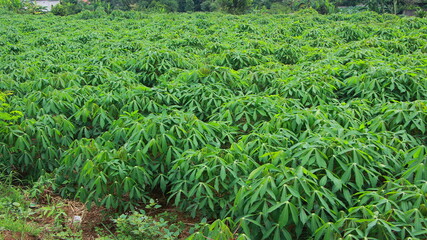 Cassava tree gardens are trees whose roots can be consumed and whose leaves can be eaten as a side...
