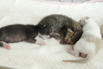 The kitten was born 6 days ago, has tiger stripes, is white, black and brown, and is sleeping on a white sheet.