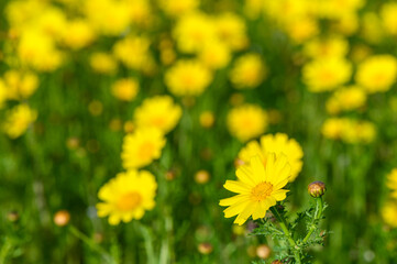 Yellow chamomile flowers on a dark green garden background 2