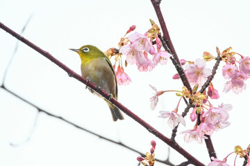河津桜の花に止まるメジロ