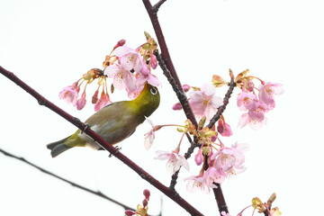 河津桜の花に止まるメジロ