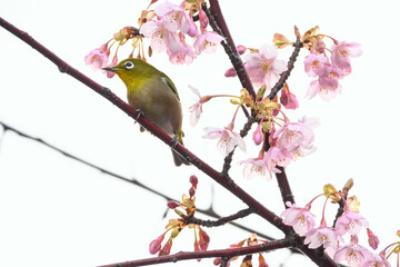 河津桜の花に止まるメジロ