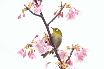 河津桜の花に止まるメジロ